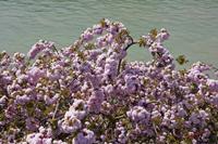 Cjp_2010_04_20_121630 (1).jpg